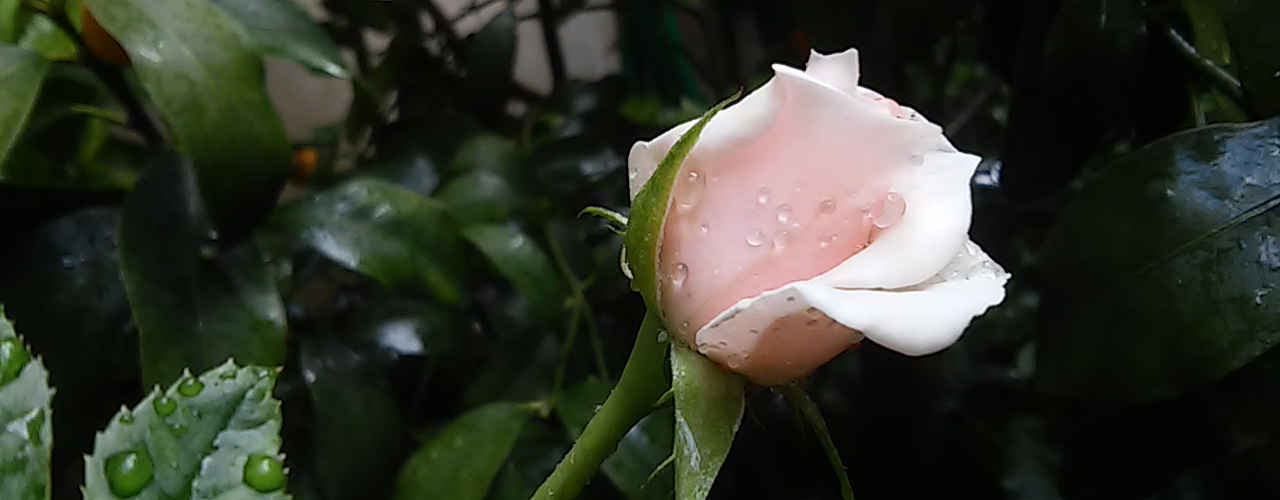 una rosa